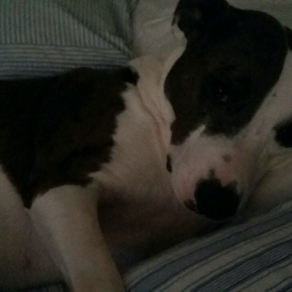 Meet your Posher, Molly - Picture 1 of 1